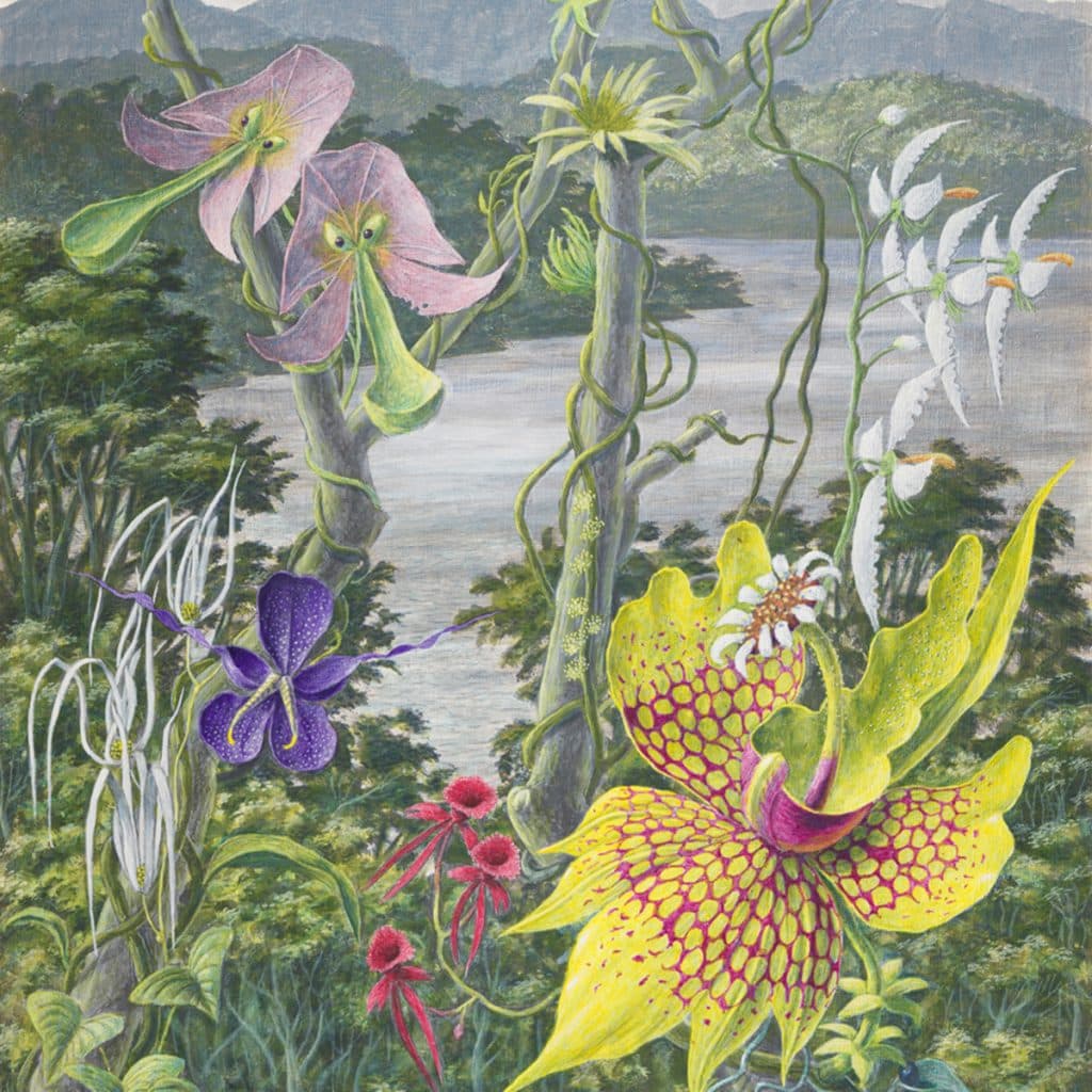 Blommande orkidéer i gult, rosa och lila